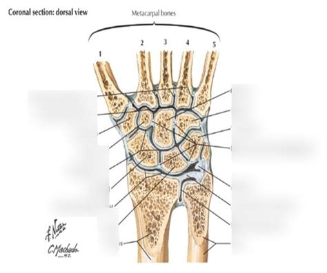 Radiocarpal (Wrist) Joint Diagram | Quizlet