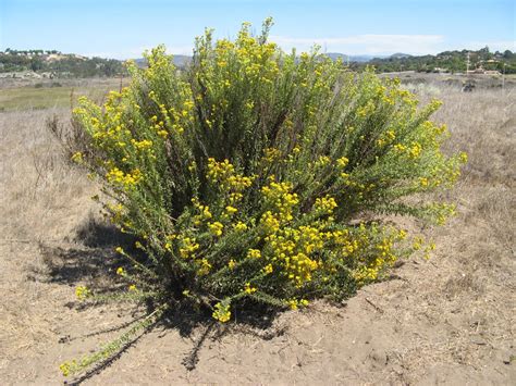 Goldenbush | Nature Collective