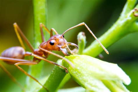 Identifying fire ants bites | The Dantzler Report!