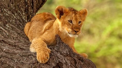 Baby Lion Is Sitting On The Tree 4K HD Animals Wallpapers | HD ...