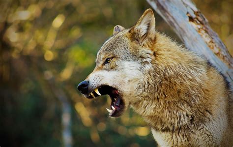 angry wolf | Wolf photos, Angry wolf, Snarling wolf