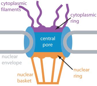 The Nuclear Pore Complex