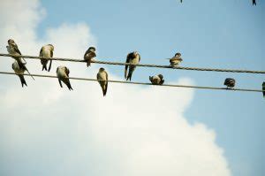 How Can Birds Safely Sit on Power Lines? - Electro Industries/GaugeTech