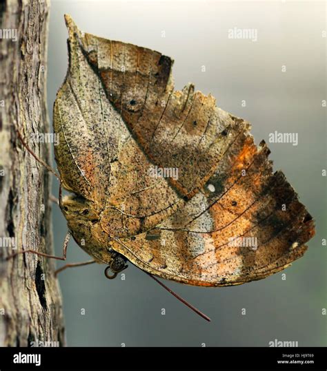 butterfly, camouflage, butterfly, india, malaysia, decayed, camouflage, copy Stock Photo - Alamy