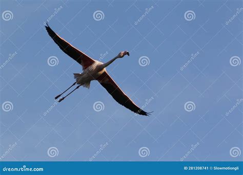 Greater Flamingo, Phoenicopterus Ruber Roseus, Adult in Flight ...