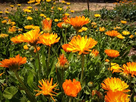 Sherbet Calendula Flower Seeds - The Plant Good Seed Company