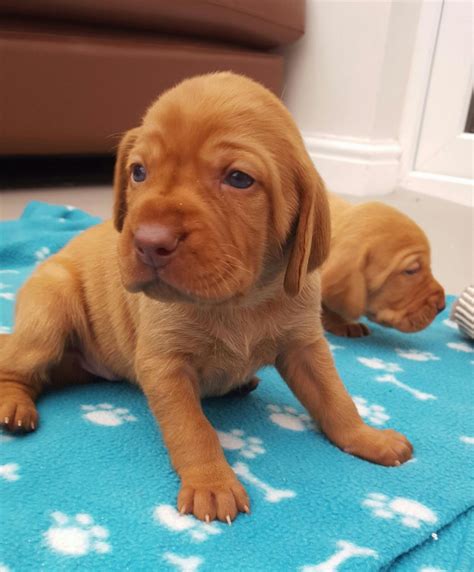 Hungarian Vizsla puppies | Whitehaven, Cumbria | Pets4Homes