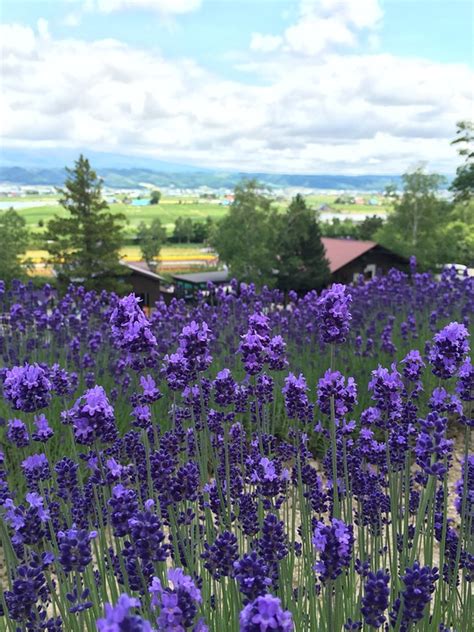 Lavender Hokkaido - Free photo on Pixabay - Pixabay