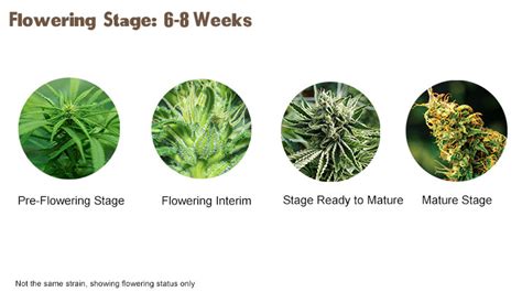 The Different Stages of Cannabis Growth Cycle Growers Should Know ...