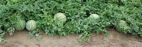 Watermelon Plant Care Guide | Watermelon plant, Garden vines, Plants