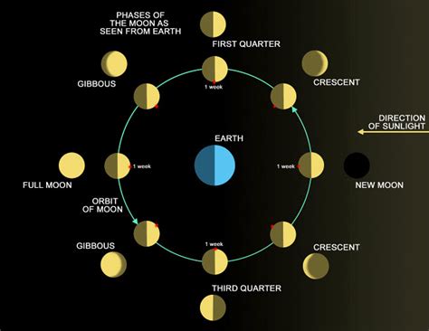 A diagram showing the phases of the Earths moon Poster Print by Ron MillerStocktrek Images ...