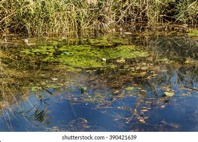 30,799 Dirty Pond Images, Stock Photos & Vectors | Shutterstock