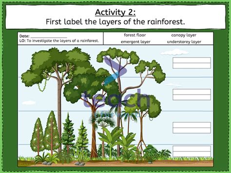 Investigating the layers of a tropical rainforest - KS2 | Teaching Resources