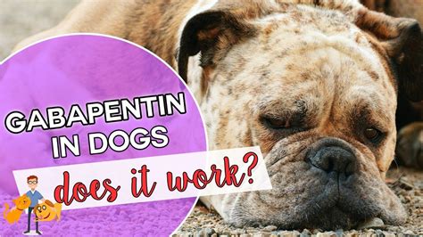 Gabapentin Side Effects in Dogs: What You Need to Know - Petsmartgo