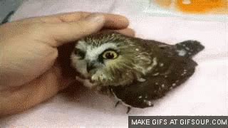 Babyowl GIFs | Tenor