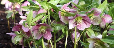 The Roses of Winter - Hellebores - Palmers Garden Centre