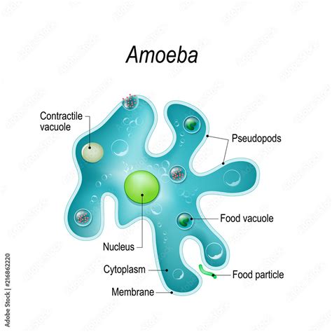 Structure of an amoeba proteus Stock Vector | Adobe Stock