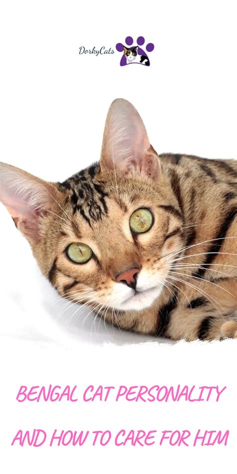 BENGAL CAT'S PERSONALITY AND HOW TO CARE FOR THEM