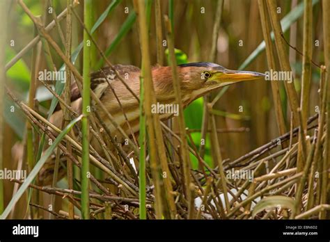 Little bittern nest hi-res stock photography and images - Alamy