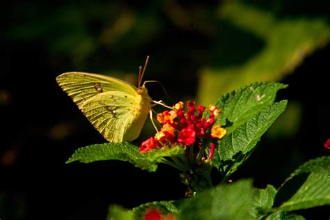 Sulphur Butterfly 1 Photograph by Douglas Barnett - Fine Art America