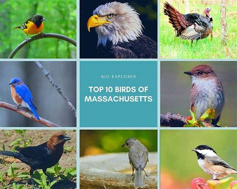 Top 10 Birds of Massachusetts | Massachusetts State Bird | BioExplorer