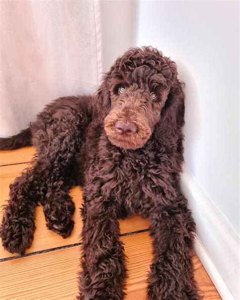 Brown puppy turning...? | Poodle Forum