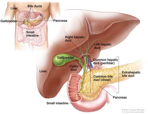 Extrahepatic Bile Duct Cancer Treatment (PDQ®) | Cure Today