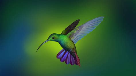 Hummingbird Wallpaper