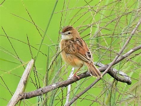 Zitting Cisticola - eBird