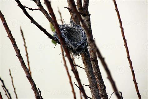 Bird's nest on a tree in the park. 9874456 Stock Photo at Vecteezy