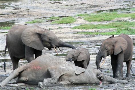 Recognizing Their Dead: Elephant Reactions to Death | by Rebecca DeWees ...