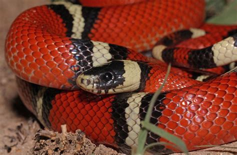 Sinaloan Milksnake Care Sheet | Wiki | Reptiles Amino