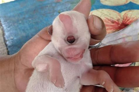 Cyclops Puppy: Dog Born With A Rare Condition That Caused Him To Develop Only One Eye - Small Joys