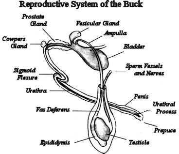 Physiology - The White Tailed Deer