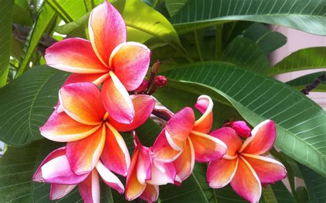 15 Beautiful Hawaiian Tropical Flowers You Must See - Hawaii's Best Travel: Top Blog And Podcast ...