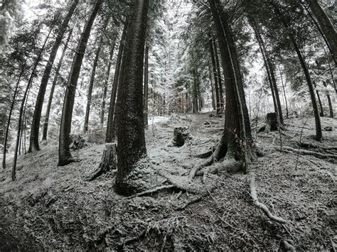 Snow Covered Green Forest Trees during Day · Free Stock Photo