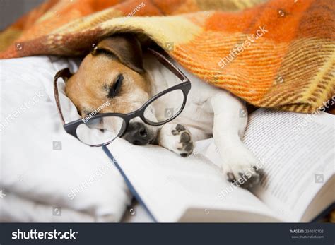 Happy Cute Dog Reading Glasses Fell Stock Photo 234010102 | Shutterstock