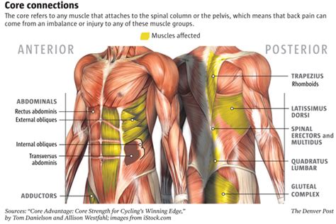 Core Muscles Diagram