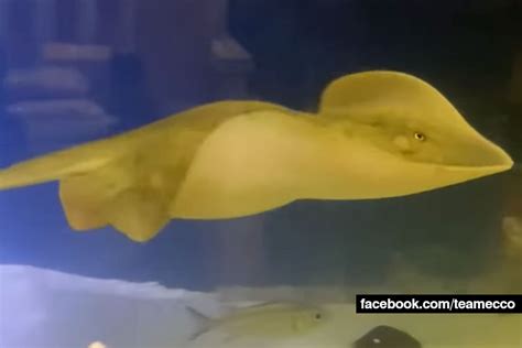 Charlotte, A Stingray With No Male Companion, Is Pregnant In Her Mountain Aquarium - WCCB ...