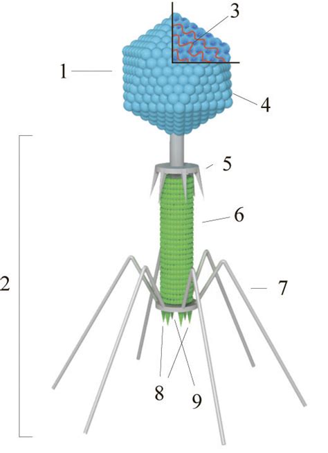 bacteriophage