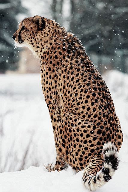 Cheetah in the snow | Animals beautiful, Wild cats, Cute animals