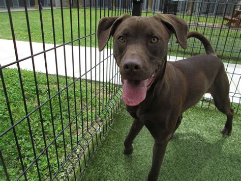 German-shepherd-lab-mix-Chocolate | Black Labrador Dog