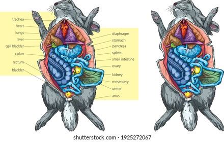 925 Rabbit Anatomy Images, Stock Photos, 3D objects, & Vectors | Shutterstock