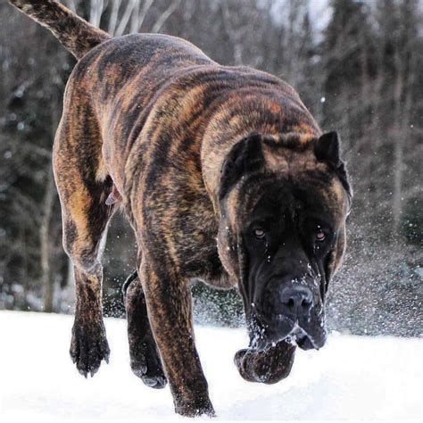 Are Cane Corso And Presa Canario Related