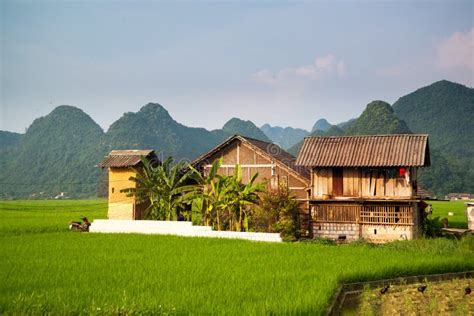 The House In The Rice Field At Vietnam Stock Photo - Image: 61365850