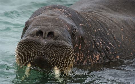 Wildlife of Svalbard. Svalbard (Spitsbergen) Archipelago, Norway | Mike ...