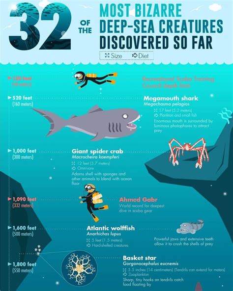 32 Of The Most Bizarre Deep-Sea Creatures Discovered So Far (Infographic) | Deep sea creatures ...