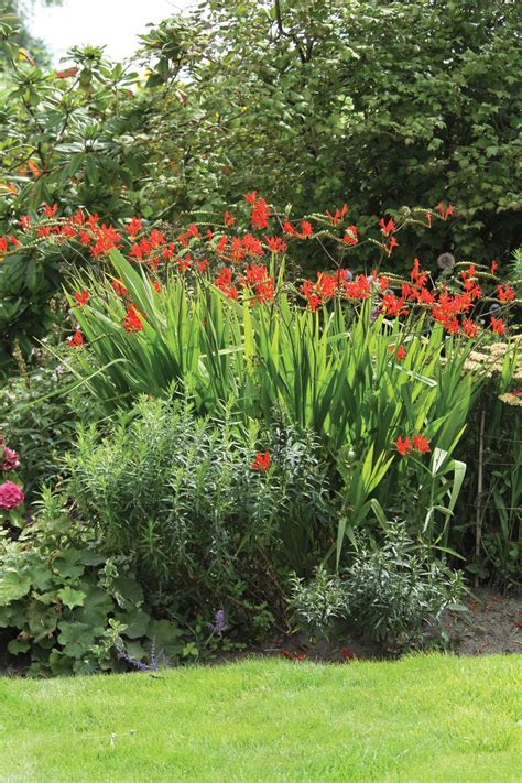 Love Hummingbirds? Grow Some Crocosmia! - Longfield Gardens