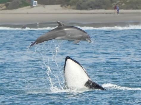 Dramatic Photos Show Orcas Hunting Dolphins Off SoCal Coast