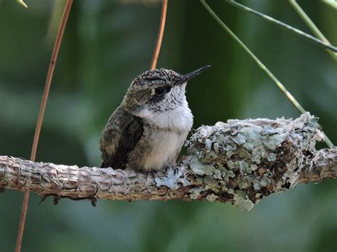 Hummingbird Bird Baby · Free photo on Pixabay